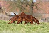 SETTER IRLANDAIS 279